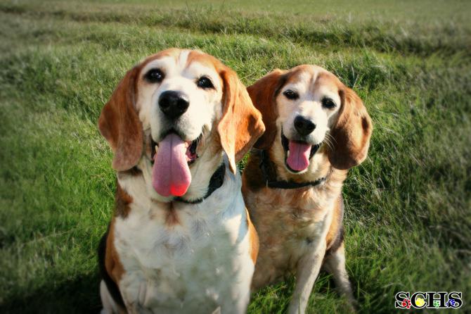 meet moses and rufus they re beagles they re homeless